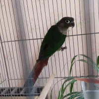 گرینچیک جوجه و بالغ