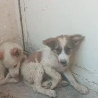 توله قدرجونی نر ماده