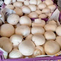 قارچ درجه یک عمده ارسال رایگان|خوردنی و آشامیدنی|شیراز, گلشن|دیوار