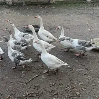 غاز بزرگ|حیوانات مزرعه|بهشهر, |دیوار