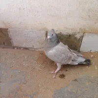 پیدا شده است|حیوانات|سبزوار, قصبه غربی|دیوار