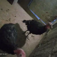 جوجه بوقلمون|حیوانات مزرعه|گلمکان, |دیوار