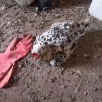 مرغ کرچ