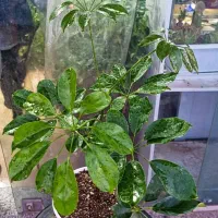 شفلر ۷۵|گل و گیاه طبیعی|بیرجند, |دیوار