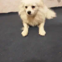 واگذاری سگ پامرانین وشیتزو تریر. کراس.|سگ|تهران, تهرانسر شمالی|دیوار