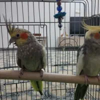 عروس هلندی جفت نرو ماده مولد