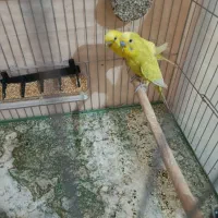 دو جفت مرغ عشق مولد با قفسو لوازنم فقط هشتصد