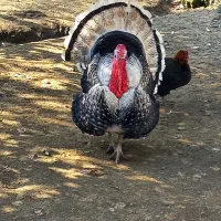 بوقلمون نر محلی خوش استایل و درشت بالای ۱۰کیلو