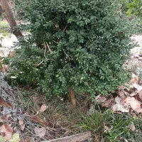 شمشادطبیعی‌