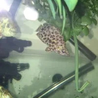 آکواریوم|ماهی|مشهد, امیر المومنین|دیوار