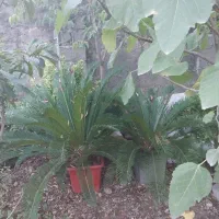 سیکاس گلدانی