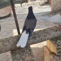 اصفهانی پر دم سفید