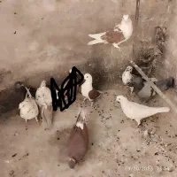 کبوتر گرفتنی|پرنده|قم, چهار مردان|دیوار