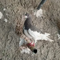 کفتر رنگی آس بی عیب|پرنده|شیراز, کوشک میدان|دیوار