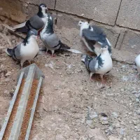 کبوتر بدرنگ|پرنده|زیباشهر, |دیوار