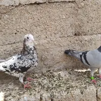 سرور و پلاکی|پرنده|برازجان, |دیوار