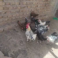 مرغ وخروس گلین وبز اوست