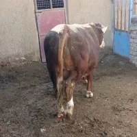 گوساله سمینتال|حیوانات مزرعه|آوج, |دیوار