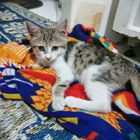 گربه معمولی خوشکل خانگی