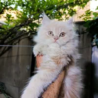 واگذاری گربه پرشین عروسکی