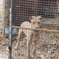 سگ پیت بول ، پیتبول|سگ|شیراز, حومه شیراز|دیوار