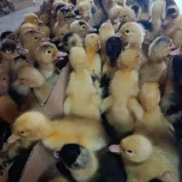 مرغابی گوشتی