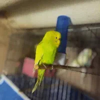 مرغ عشق|پرنده|تبریز, |دیوار