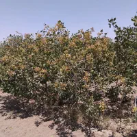 فروش نهال پسته