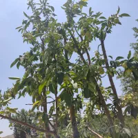 باغ 660متر روستای زواریان|فروش خانه و ویلا|سلفچگان, |دیوار