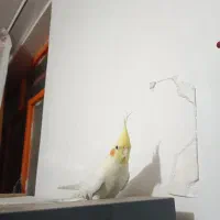 عروس هلندی نر وماده|پرنده|شوشتر, |دیوار