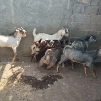 تعدادی نری خانگی فول پلم آدرس سیریک|حیوانات مزرعه|سیریک, |دیوار