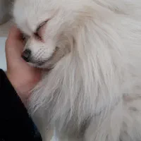 فروش و واگذاری هاپوی پامرین مینیمال زیر دو کیلو