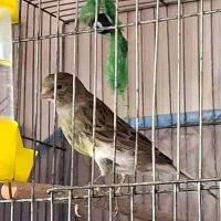 پرنده|پرنده|قم, شاه ابراهیم|دیوار