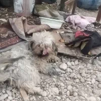 سگ بامزه|سگ|بهبهان, |دیوار