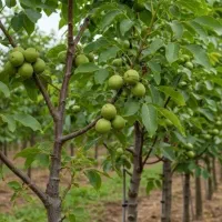 نهال با کیفیت و اصلاح شده|خدمات باغبانی و درختکاری|دهگلان, |دیوار