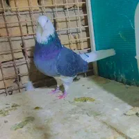 نامبروان|پرنده|اردکان, |دیوار