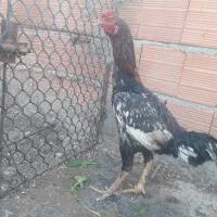 خروس لاری ومرغ مینودشت قلمی