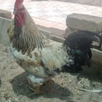 خروس