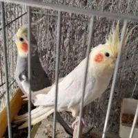 فنج|پرنده|شهریار, رضی آباد بالا|دیوار