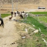 شیر الاغ نژادمصری خالص