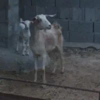 بز کهره دار با بره قوچ برشن