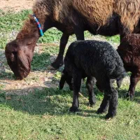 گوسفند دوقلو بره دار افشار