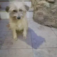 واگذاری رایگان سگ|سگ|رودهن, |دیوار