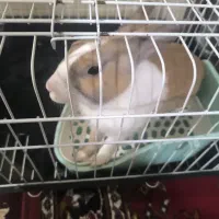 خرگوش خونگی. دستشویی.   فقط تو ظرف مخصوص.