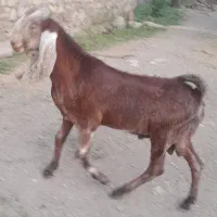 فروش بزغاله نر و ماده نژاد کامرایی