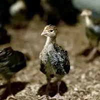 جوجه بوقلمون برنز یکماهه