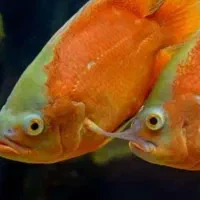 ۲عدد. اسکارپرتقالی ۱۷سانتی|ماهی|زابل, |دیوار