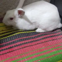 خرگوش نرماده