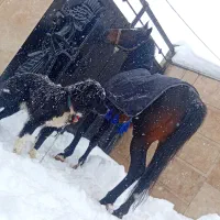 نریون سرو دم گیر سواریدار