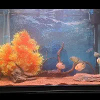 اکواریوم دلسا k800